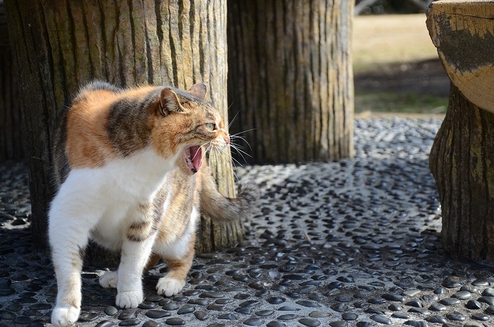 威嚇する猫